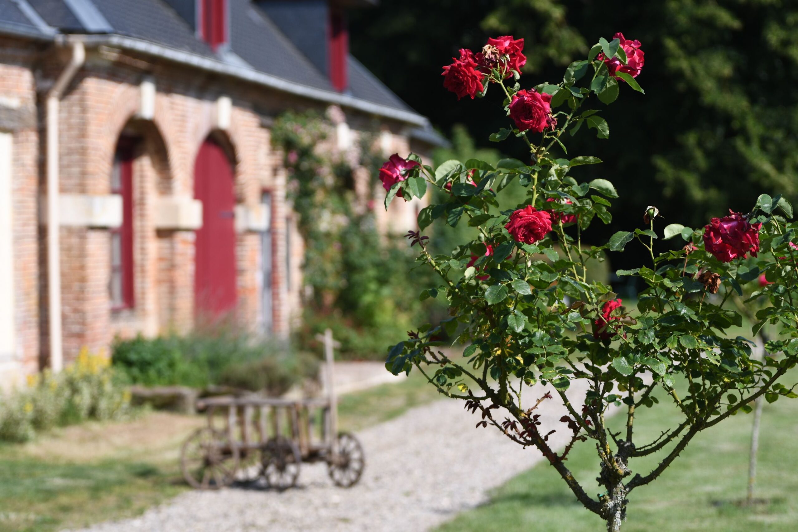 Rosiers en fleurs devant les communs en brique du Château de Lihus